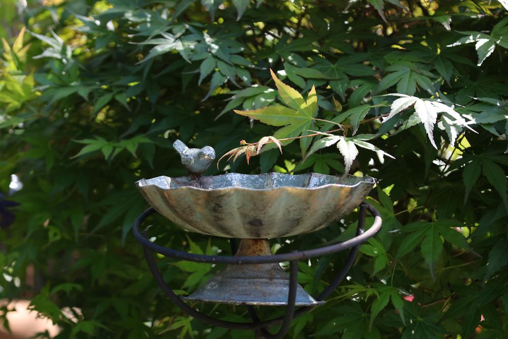 Vogeltränke im grünen Garten – Achtsamkeit im Alltag